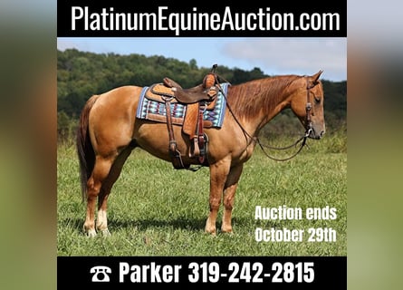American Quarter Horse, Castrone, 9 Anni, 155 cm, Red dun