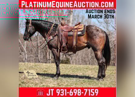 American Quarter Horse, Castrone, 9 Anni, 155 cm, Roano blu