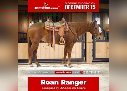 American Quarter Horse, Castrone, 9 Anni, 155 cm, Roano rosso