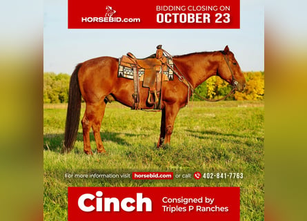 American Quarter Horse, Castrone, 9 Anni, 155 cm, Roano rosso