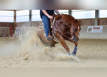 American Quarter Horse, Castrone, 9 Anni, 155 cm, Sauro