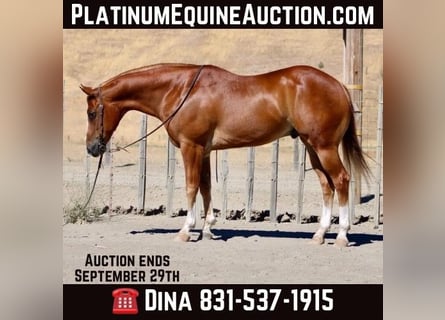 American Quarter Horse, Castrone, 9 Anni, 155 cm, Sauro scuro
