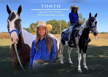 American Quarter Horse, Castrone, 9 Anni, 155 cm, Tobiano-tutti i colori