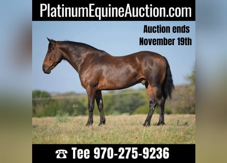 American Quarter Horse, Castrone, 9 Anni, 157 cm, Baio ciliegia