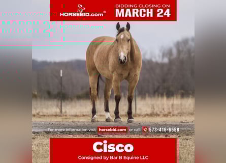 American Quarter Horse, Castrone, 9 Anni, 157 cm, Pelle di daino