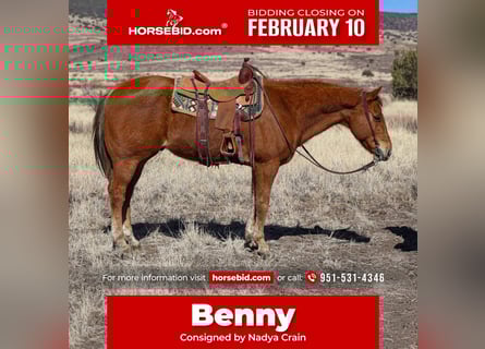 American Quarter Horse, Castrone, 9 Anni, 157 cm, Sauro scuro