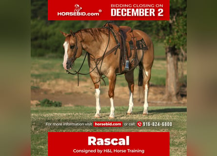 American Quarter Horse, Castrone, 9 Anni, 160 cm, Red dun