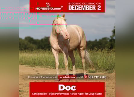 American Quarter Horse, Castrone, 9 Anni, 163 cm, Cremello