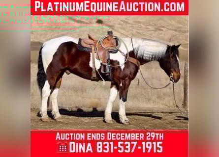 American Quarter Horse, Castrone, 9 Anni, 163 cm, Tobiano-tutti i colori
