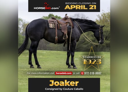 American Quarter Horse, Castrone, 9 Anni, 165 cm, Morello