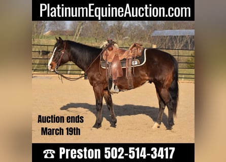 American Quarter Horse, Castrone, 9 Anni, Baio ciliegia