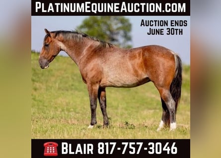 American Quarter Horse, Castrone, 9 Anni, Baio roano