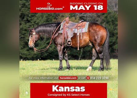 American Quarter Horse, Castrone, 9 Anni, Baio scuro