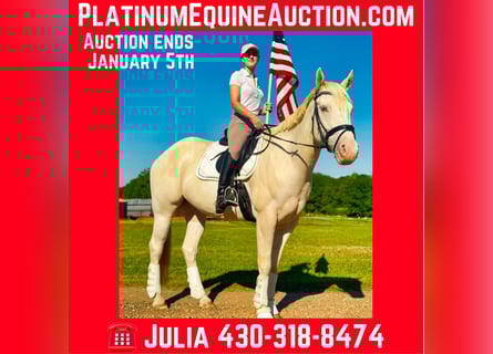 American Quarter Horse, Castrone, 9 Anni, Champagne
