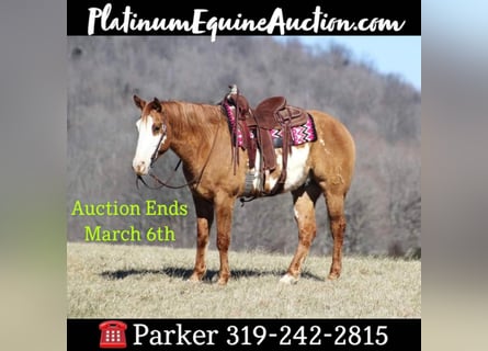 American Quarter Horse, Castrone, 9 Anni, Falbo