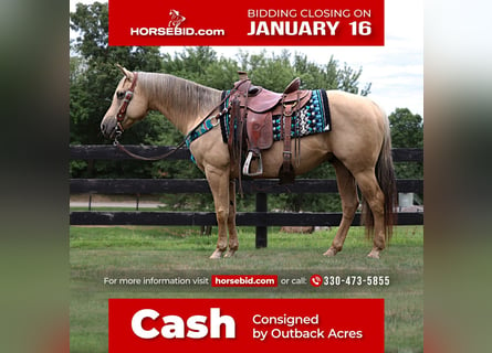 American Quarter Horse, Castrone, 9 Anni, Palomino