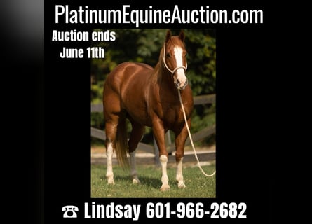 American Quarter Horse, Castrone, 9 Anni, Roano rosso