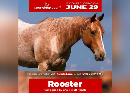 American Quarter Horse, Castrone, 9 Anni, Roano rosso