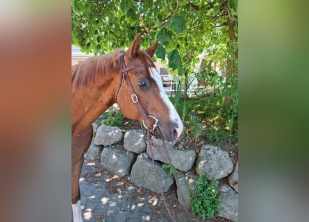 American Quarter Horse, Castrone, 9 Anni, Sauro