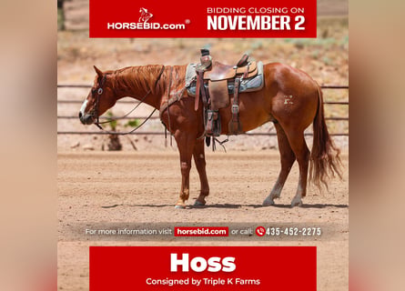 American Quarter Horse, Castrone, 9 Anni, Sauro ciliegia
