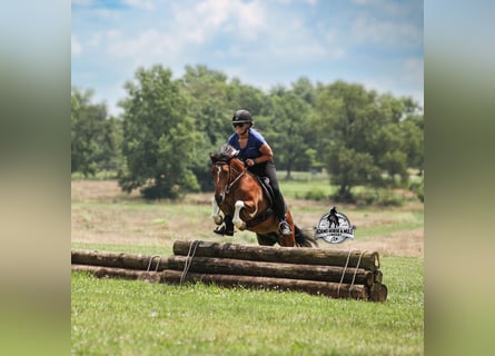 American Quarter Horse, Castrone, 9 Anni, Tobiano-tutti i colori