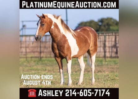 American Quarter Horse, Gelding, 10 years, 12,2 hh, Tobiano-all-colors