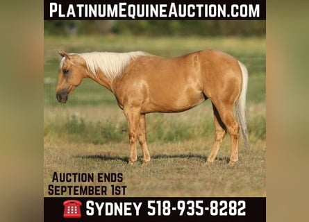 American Quarter Horse, Wallach, 10 Jahre, 14,1 hh, Palomino