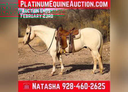 American Quarter Horse, Gelding, 10 years, 14.2 hh, Palomino