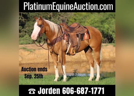 American Quarter Horse, Gelding, 10 years, 14,2 hh, Palomino