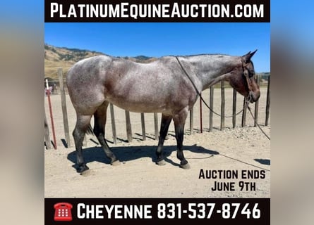 American Quarter Horse, Gelding, 10 years, 14.2 hh, Roan-Bay