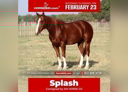 American Quarter Horse, Gelding, 10 years, 14.2 hh, Sorrel