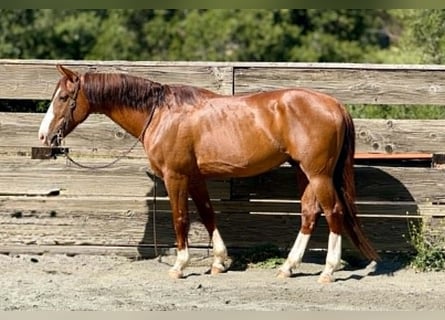 American Quarter Horse, Gelding, 10 years, 14.2 hh, Sorrel