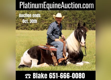 American Quarter Horse, Gelding, 10 years, 14.2 hh, Tobiano-all-colors