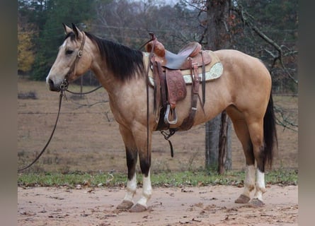 American Quarter Horse, Gelding, 10 years, 14,3 hh, Buckskin