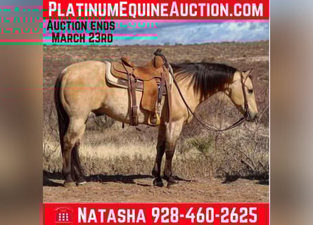 American Quarter Horse, Gelding, 10 years, 14.3 hh, Buckskin