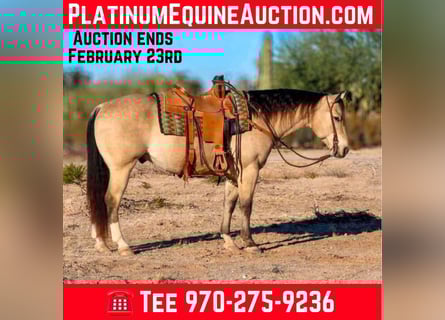 American Quarter Horse, Gelding, 10 years, 14.3 hh, Buckskin