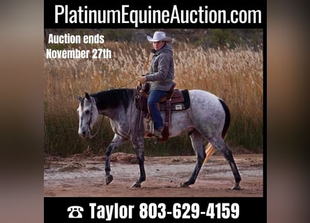 American Quarter Horse, Gelding, 10 years, 14,3 hh, Gray-Dapple