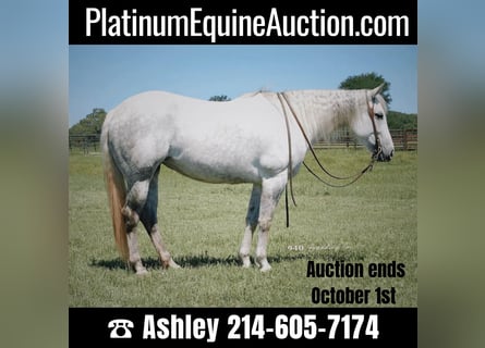American Quarter Horse, Gelding, 10 years, 14.3 hh, Gray