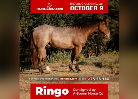 American Quarter Horse, Gelding, 10 years, 14.3 hh, Roan-Bay