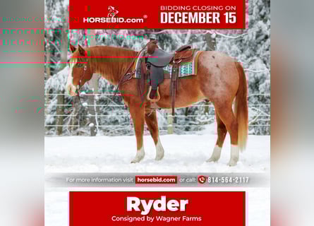 American Quarter Horse, Gelding, 10 years, 14.3 hh, Roan-Red