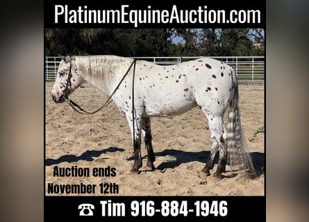 American Quarter Horse, Gelding, 10 years, 14,3 hh, White