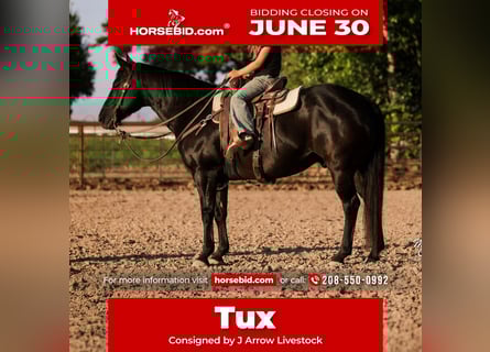 American Quarter Horse, Gelding, 10 years, 14 hh, Black