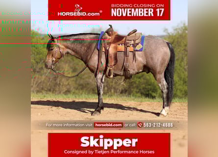 American Quarter Horse, Gelding, 10 years, 14 hh, Buckskin