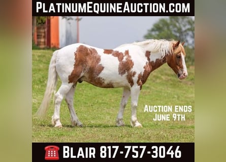 American Quarter Horse, Gelding, 10 years, 14,1 hh, Roan-Red