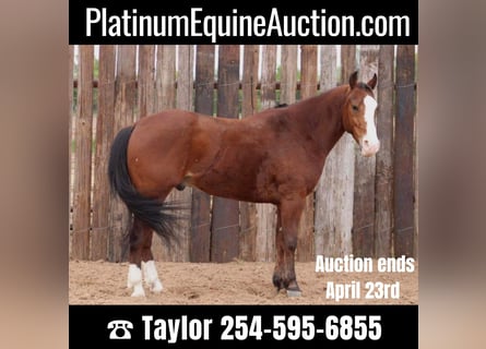 American Quarter Horse, Gelding, 10 years, 14,2 hh, Bay