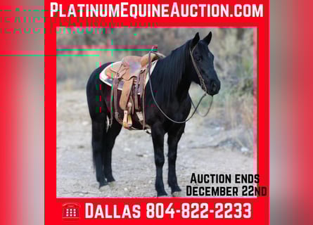 American Quarter Horse, Gelding, 10 years, 14,2 hh, Black