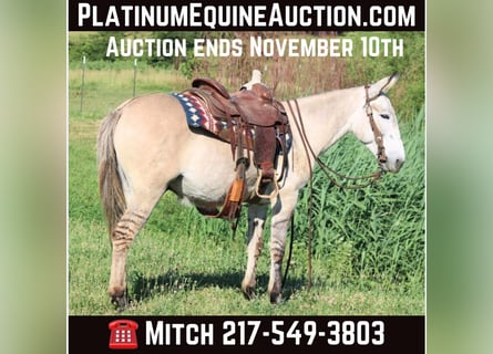 American Quarter Horse, Gelding, 10 years, 14,2 hh, Dun