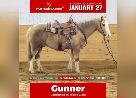 American Quarter Horse, Gelding, 10 years, 14,2 hh, Palomino