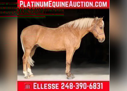 American Quarter Horse, Gelding, 10 years, 14,2 hh, Palomino