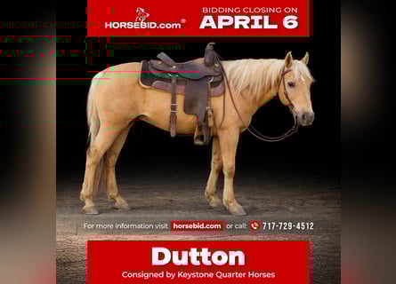 American Quarter Horse, Gelding, 10 years, 14,2 hh, Palomino